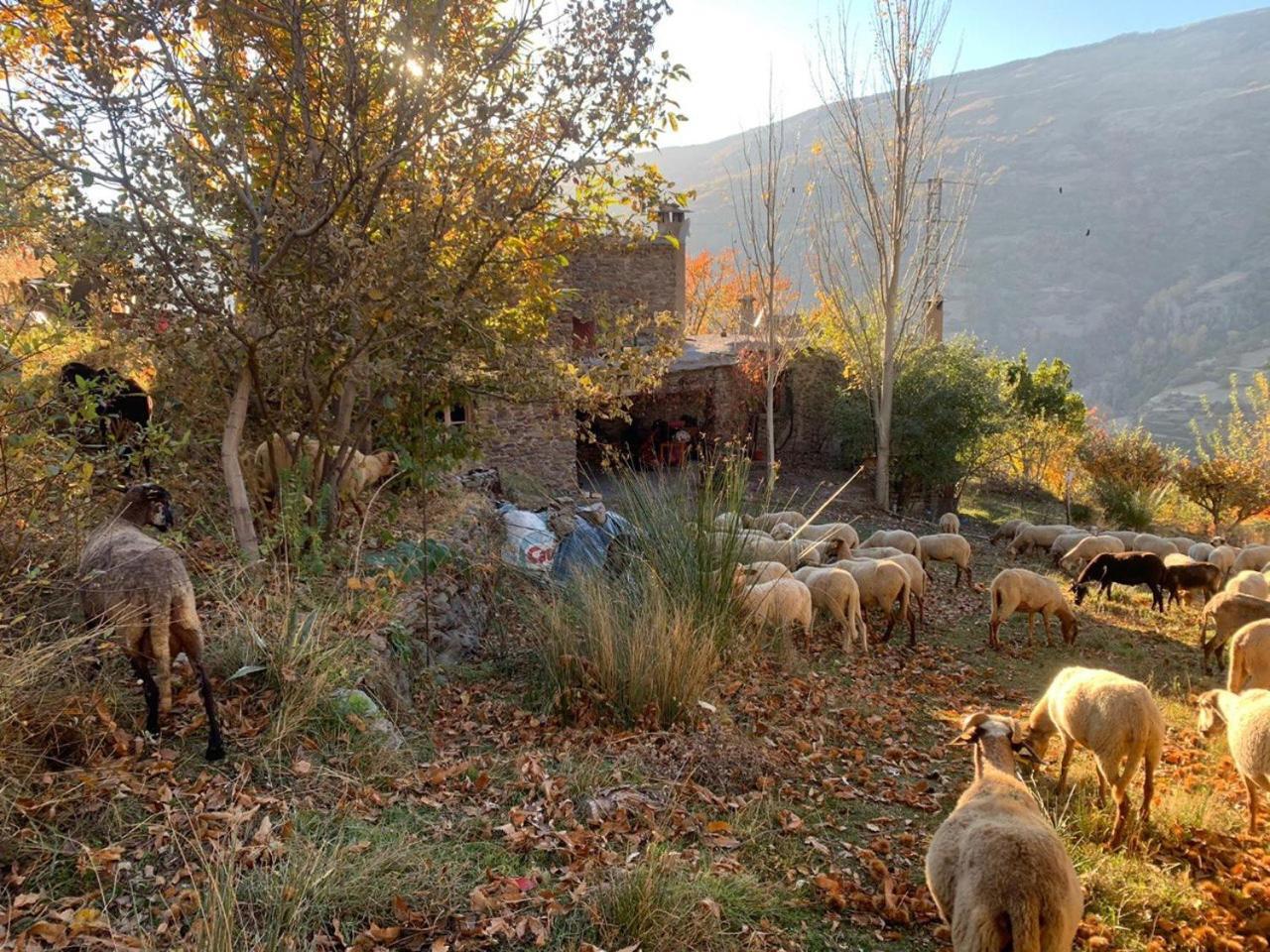Вилла Cortijo Rural El Albercon - Capileira - Alpujarra Rural Экстерьер фото