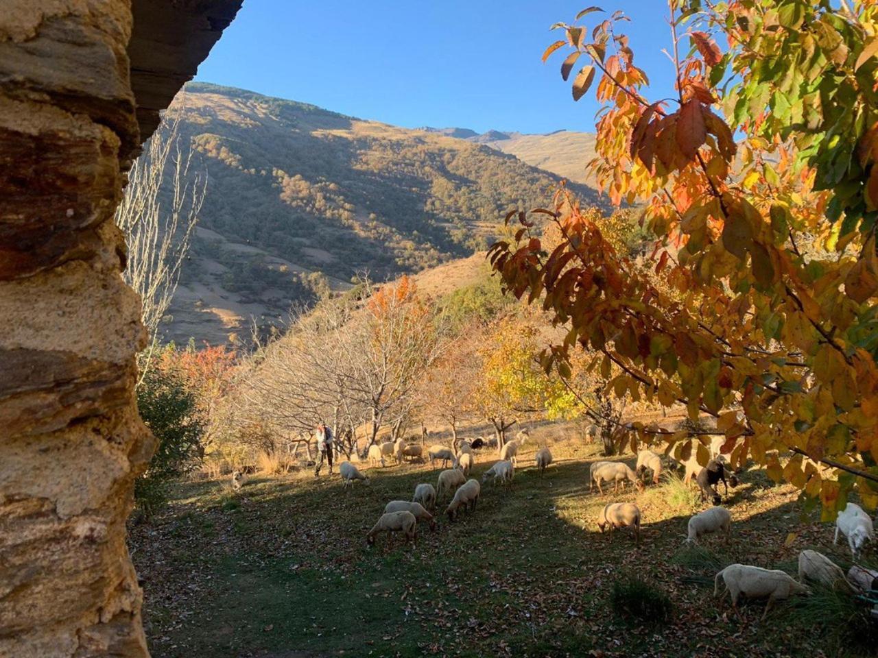 Вилла Cortijo Rural El Albercon - Capileira - Alpujarra Rural Экстерьер фото