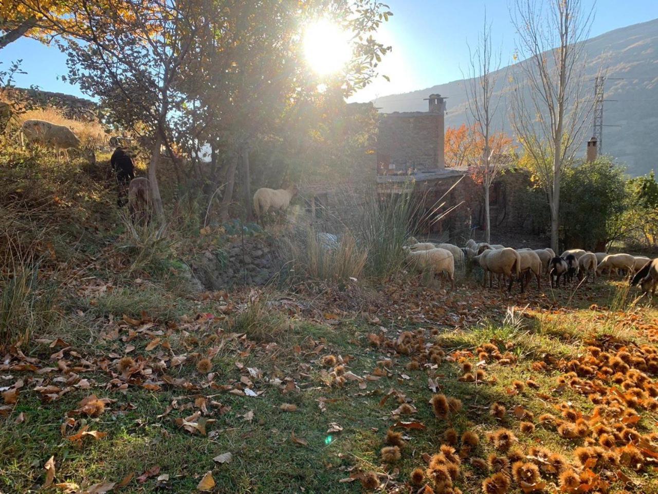 Вилла Cortijo Rural El Albercon - Capileira - Alpujarra Rural Экстерьер фото